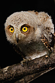 Moluccan Scops-Owl (Otus magicus) chick, Halmahera Island, North Maluku, Indonesia