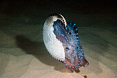 Paper Nautilus (Argonauta nodosa) on sand bottom, Port Phillip Bay, Victoria, Australia