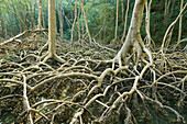 Red Mangrove (Rhizophora mangle) stilt roots, Los Haitises National Park, Dominican Republic