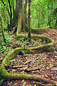 Yellow Mombin (Spondias mombin) buttress root, Los Haitises National Park, Dominican Republic