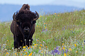American Bison (Bison bison) bull amid wildflowers, National Bison Range, Moise, Montana