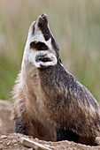 American Badger (Taxidea taxus) smelling air, National Bison Range, Moise, Montana