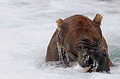 Grizzly Bear (Ursus arctos horribilis) eating Sockeye Salmon (Oncorhynchus nerka), Brooks Falls, Alaska