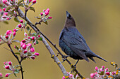 Brown-headed Cowbird (Molothrus ater) in flowering tree, Troy, Montana