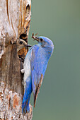 Mountain Bluebird (Sialia currucoides) male bringing food to female in nest cavity, Troy, Montana