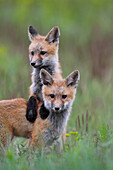 Red Fox (Vulpes vulpes) pups playing, Mission Valley, western Montana