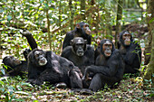 Chimpanzee (Pan troglodytes) group resting on forest floor, western Uganda