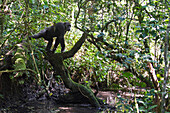 Chimpanzee (Pan troglodytes) crossing creek in tropical forest, western Uganda