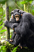 Chimpanzee (Pan troglodytes) mother with six month old infant, western Uganda