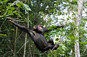 Chimpanzee (Pan troglodytes) six year old juvenile crossing from one tree to the next, western Uganda