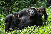 Chimpanzee (Pan troglodytes) mother resting with four month old infant with older baby from other mother to the side, western Uganda