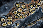 Gray Whale (Eschrichtius robustus) with barnacles and whale lice, Baja California, Mexico