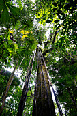 Trees in rainforest looking up towards the canopy, Costa Rica