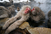 Japanese Macaque (Macaca fuscata) pair grooming in hot spring, Jigokudani, Japan