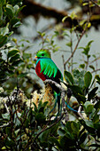 Resplendent Quetzal (Pharomachrus mocinno) male, Costa Rica