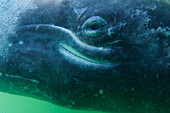 Gray Whale (Eschrichtius robustus) eye, San Ignacio Lagoon, Baja California, Mexico