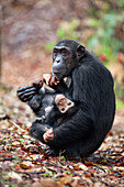 Chimpanzee (Pan troglodytes) female with baby, Mahale Mountains National Park, Tanzania