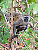 Black-faced Vervet Monkey (Cercopithecus aethiops) mother with young, Mahale Mountains National Park, Tanzania