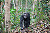 Chimpanzee (Pan troglodytes) male walking down path, Mahale Mountains National Park, Tanzania