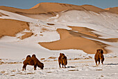 Bactrian Camel (Camelus bactrianus) group grazing during winter, Khongor Sand Dunes, Gobi Desert, Mongolia