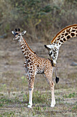 Masai Giraffe (Giraffa camelopardalis tippelskirchi) mother nuzzling calf, Arusha National Park, Tanzania