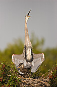 Great Blue Heron (Ardea herodias) parent displaying to protect chick in nest, Venice Rookery, Florida