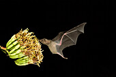 Lesser Long-nosed Bat (Leptonycteris yerbabuenae) feeding on flower nectar, North America
