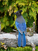 Steller's Jay (Cyanocitta stelleri), British Columbia, Canada