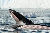 Humpback Whale (Megaptera novaeangliae) pair gulp feeding, Antarctic Peninsula, Antarctica