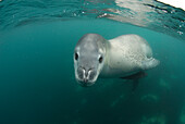 Leopard Seal (Hydrurga leptonyx) underwater, Antarctic Peninsula, Antarctica