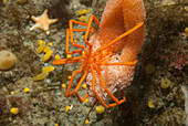 Sea Spider (Pycnogonidae), Palmer Station, Antarctic Peninsula, Antarctica