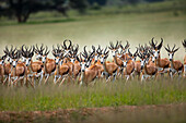 Springbok (Antidorcas marsupialis) male herd running, Kalahari, Northern Cape, South Africa