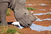 White Rhinoceros (Ceratotherium simum) and Cattle Egret (Bubulcus ibis) drinking, Rietvlei Nature Reserve, Gauteng, South Africa