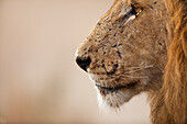 African Lion (Panthera leo) male, Kruger National Park, South Africa