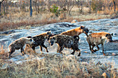 Spotted Hyena (Crocuta crocuta) group, Kruger National Park, South Africa