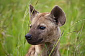 Spotted Hyena (Crocuta crocuta) juvenile, Kruger National Park, South Africa