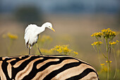 Cattle Egret (Bubulcus ibis) on Burchell's Zebra (Equus burchellii), Rietvlei Nature Reserve, Gauteng, South Africa
