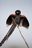 Long-tailed Widow (Euplectes progne) male displaying showing long tail feathers, Marievale Bird Sanctuary, Gauteng, South Africa