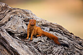 Slender Mongoose (Galerella sanguinea), Kgalagadi Transfrontier Park, Botswana