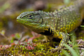 Lizard (Stenocercus sp), Andes, Ecuador