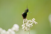 Wire-crested Thorntail (Discosura popelairii) hummingbird male, Ecuador