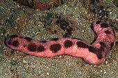 Sea Cucumber (Holothuria fuscogilva), Ambon, Indonesia