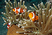 Clown Anemonefish (Amphiprion ocellaris) trio in sea anemone tentacles, Ambon, Indonesia