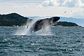 Humpback Whale (Megaptera novaeangliae) breaching, Alaska