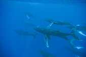 'Humpback Whale (Megaptera novaeangliae) large pod underwater, Maui, Hawaii - notice must accompany publication; photo obtained under NMFS permit 13846'