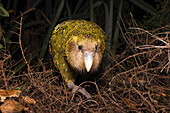 Kakapo (Strigops habroptilus) at night, Codfish Island, New Zealand