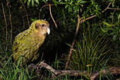 Kakapo (Strigops habroptilus) at night, Codfish Island, New Zealand