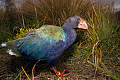 Takahe (Porphyrio mantelli), South Island, New Zealand