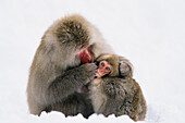 Japanese Macaque (Macaca fuscata) grooming young in snow, Japanese Alps, Japan