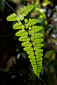 Fern frond, Danum Valley, Malaysia